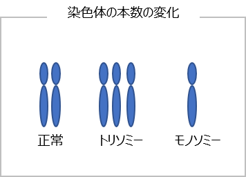 染色体の本数の変化について